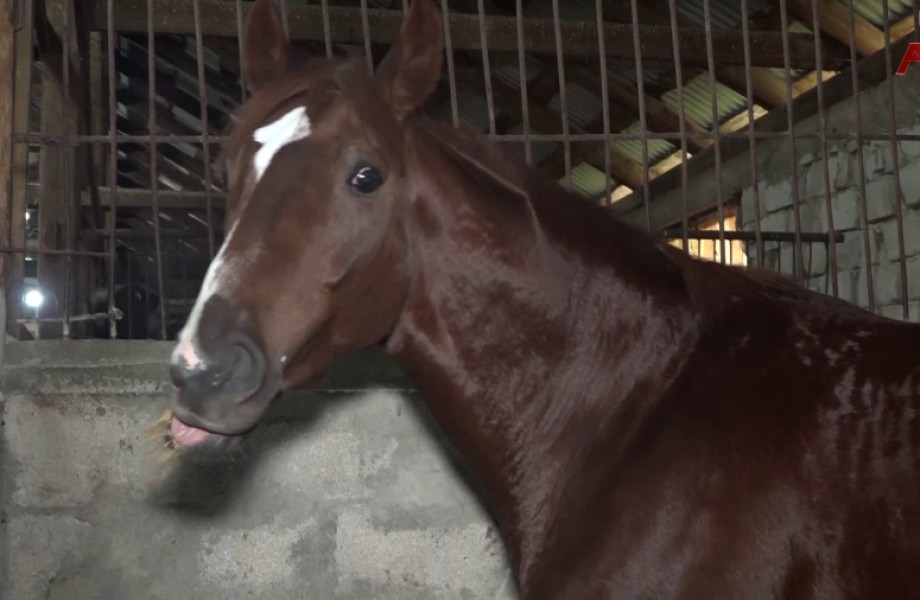 Мрагыларатәи амзар инақәыршәаны, ҳазҭало ашықәс аҽы иашықәсуп