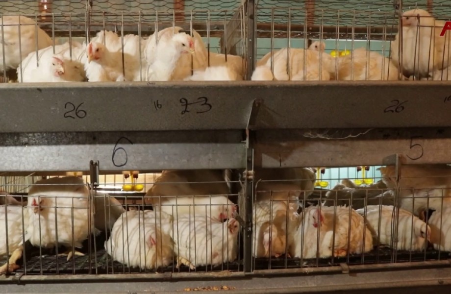 Адгьыл шәанызар, уи қәнагала ахархәаразы ахшыҩҵак шәымазар, ақыҭанхамҩа аминистрраҿы ишәзыҧшуп