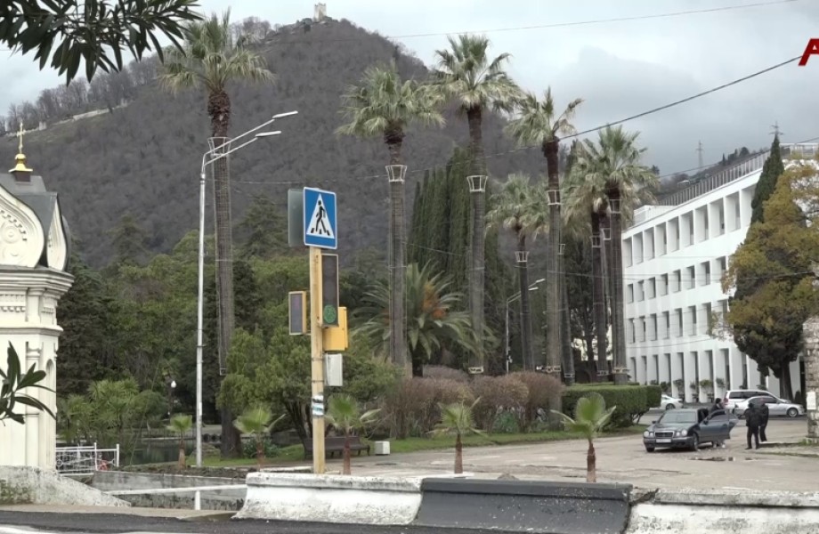 Как спасти пальмы Нового Афона? Знаменитая пальмовая аллея курорта под угрозой исчезновения