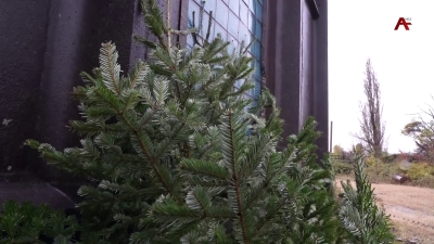 На горе Мамзышьха лесники обнаружили более 200 незаконно вырубленных хвойных деревьев