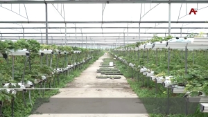 В республике разгар клубничного сезона