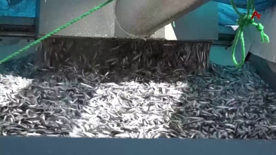 Аҧсны амшынӡқәа иахьрыҵаркуа аҧсыӡхкы акамшьиа акра иасакьаҳәымҭоуп