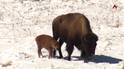Псху-Гумистинский заповедник станет местом разведения кавказских зубров