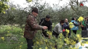 Около трех тонн мимозы экспортировано в Россию с начала февраля