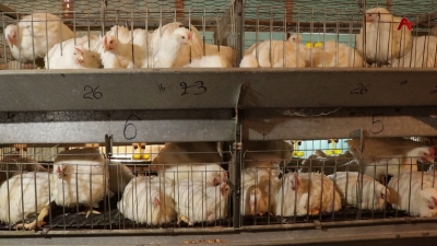 Адгьыл шәанызар, уи қәнагала ахархәаразы ахшыҩҵак шәымазар, ақыҭанхамҩа аминистрраҿы ишәзыҧшуп