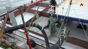 Сезон рыбной путины в разгаре