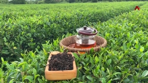 Аҧсны Ахада Ҭоумышь аҳабла ачаи культура аиҭарҿиара иаҿу анаплакыҩцәа ириҭаз ажәа наигӡеит