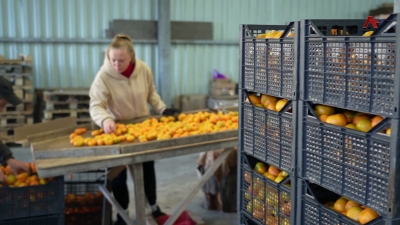 ЗҲӘА «Абхазская долина» ауааҧсыра рҟынтә афеихоеи амандаринеи рыдкылара иалагеит