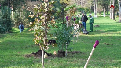 "Аллея добра" появилась в Парке им. Курченко