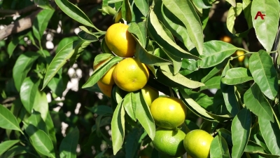 Абхазия нарастила экспорт мандаринов: объемы поставок в Россию превысили 2 тысячи тонн