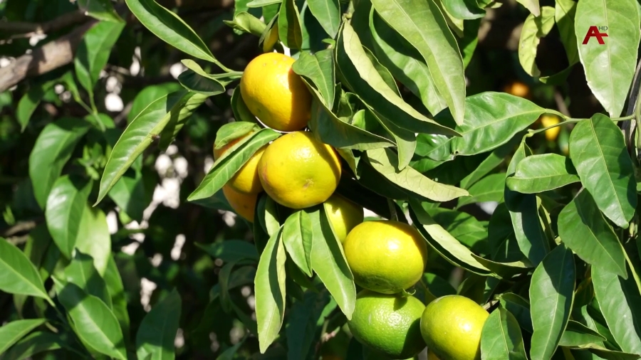 Абхазия нарастила экспорт мандаринов: объемы поставок в Россию превысили 2 тысячи тонн