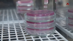 СЭС приступил к исследованию Морской воды на побережье Абхазии