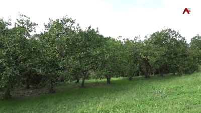 Солнечный урожай - совсем скоро в Абхазии начнется сбор цитрусовых