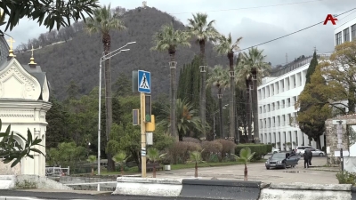 Как спасти пальмы Нового Афона? Знаменитая пальмовая аллея курорта под угрозой исчезновения